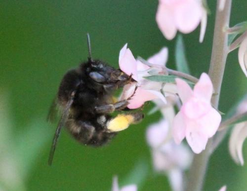 Anthophora sp.